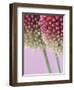 Detail From Allium Plant-null-Framed Photographic Print