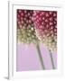 Detail From Allium Plant-null-Framed Photographic Print