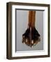 Detail from Extendable Table-Thomas Chippendale-Framed Giclee Print