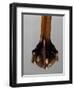 Detail from Extendable Table-Thomas Chippendale-Framed Giclee Print