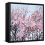 Detail of a cherry tree-null-Framed Stretched Canvas