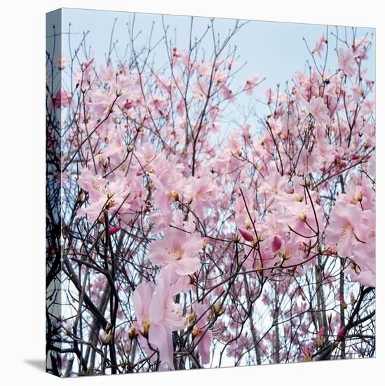 Detail of a cherry tree-null-Stretched Canvas