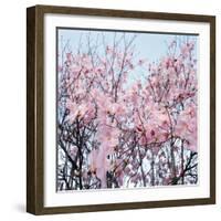 Detail of a cherry tree-null-Framed Photographic Print