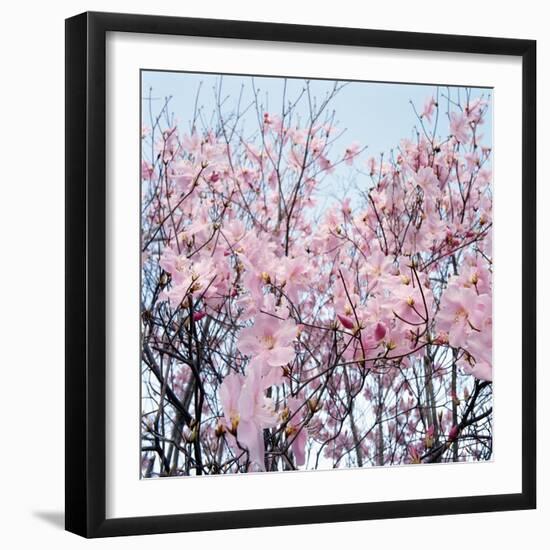 Detail of a cherry tree-null-Framed Photographic Print