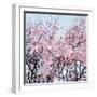 Detail of a cherry tree-null-Framed Photographic Print