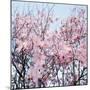 Detail of a cherry tree-null-Mounted Photographic Print