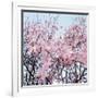 Detail of a cherry tree-null-Framed Photographic Print