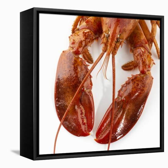 Detail of a Cooked Lobster-Alexander Feig-Framed Stretched Canvas