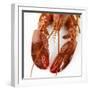 Detail of a Cooked Lobster-Alexander Feig-Framed Photographic Print