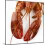 Detail of a Cooked Lobster-Alexander Feig-Mounted Photographic Print