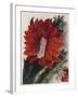 Detail of a Flowering Cactus-null-Framed Giclee Print