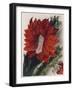 Detail of a Flowering Cactus-null-Framed Giclee Print