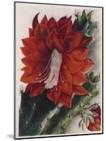 Detail of a Flowering Cactus-null-Mounted Giclee Print