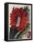 Detail of a Flowering Cactus-null-Framed Stretched Canvas