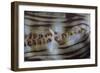 Detail of a Giant Clam Growing on a Reef in Indonesia-Stocktrek Images-Framed Photographic Print