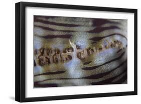 Detail of a Giant Clam Growing on a Reef in Indonesia-Stocktrek Images-Framed Photographic Print