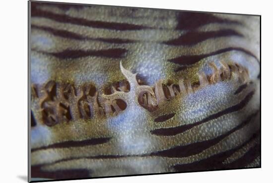 Detail of a Giant Clam Growing on a Reef in Indonesia-Stocktrek Images-Mounted Photographic Print