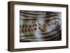 Detail of a Giant Clam Growing on a Reef in Indonesia-Stocktrek Images-Framed Photographic Print