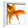 Detail of a Goldfish Tail-Mark Mawson-Framed Photographic Print