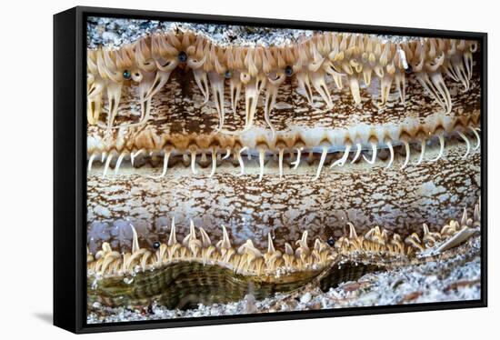 Detail of a Great scallop / King scallop shell, Norway-Franco Banfi-Framed Stretched Canvas