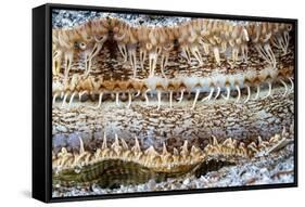 Detail of a Great scallop / King scallop shell, Norway-Franco Banfi-Framed Stretched Canvas