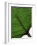 Detail of a leaf (photo)-null-Framed Photographic Print