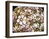 Detail of a 'Magnolia' Leaded Glass and Bronze Floor Lamp by Tiffany Studios-null-Framed Giclee Print