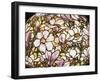 Detail of a 'Magnolia' Leaded Glass and Bronze Floor Lamp by Tiffany Studios-null-Framed Giclee Print