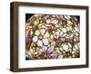 Detail of a 'Magnolia' Leaded Glass and Bronze Floor Lamp by Tiffany Studios-null-Framed Premium Giclee Print