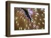 Detail of a Mushroom Coral Growing on a Reef in Indonesia-Stocktrek Images-Framed Photographic Print