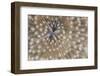 Detail of a Mushroom Coral on a Reef in Indonesia-Stocktrek Images-Framed Photographic Print