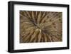 Detail of a Mushroom Coral on a Reef in Indonesia-Stocktrek Images-Framed Photographic Print