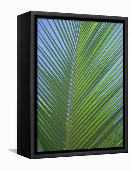 Detail of a Palm Tree Leaf (Frond), Mahe Island, Seychelles, Indian Ocean, Africa-Gavin Hellier-Framed Stretched Canvas