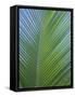 Detail of a Palm Tree Leaf (Frond), Mahe Island, Seychelles, Indian Ocean, Africa-Gavin Hellier-Framed Stretched Canvas