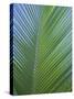 Detail of a Palm Tree Leaf (Frond), Mahe Island, Seychelles, Indian Ocean, Africa-Gavin Hellier-Stretched Canvas