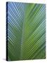 Detail of a Palm Tree Leaf (Frond), Mahe Island, Seychelles, Indian Ocean, Africa-Gavin Hellier-Stretched Canvas