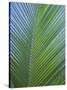 Detail of a Palm Tree Leaf (Frond), Mahe Island, Seychelles, Indian Ocean, Africa-Gavin Hellier-Stretched Canvas