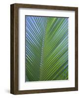 Detail of a Palm Tree Leaf (Frond), Mahe Island, Seychelles, Indian Ocean, Africa-Gavin Hellier-Framed Photographic Print