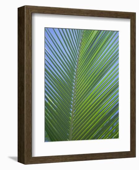 Detail of a Palm Tree Leaf (Frond), Mahe Island, Seychelles, Indian Ocean, Africa-Gavin Hellier-Framed Photographic Print