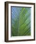 Detail of a Palm Tree Leaf (Frond), Mahe Island, Seychelles, Indian Ocean, Africa-Gavin Hellier-Framed Photographic Print