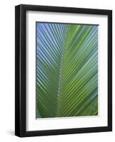 Detail of a Palm Tree Leaf (Frond), Mahe Island, Seychelles, Indian Ocean, Africa-Gavin Hellier-Framed Photographic Print