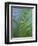 Detail of a Palm Tree Leaf (Frond), Mahe Island, Seychelles, Indian Ocean, Africa-Gavin Hellier-Framed Photographic Print