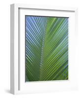 Detail of a Palm Tree Leaf (Frond), Mahe Island, Seychelles, Indian Ocean, Africa-Gavin Hellier-Framed Photographic Print