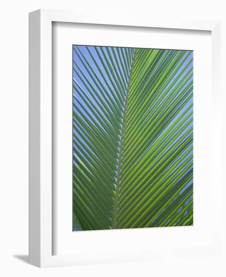 Detail of a Palm Tree Leaf (Frond), Mahe Island, Seychelles, Indian Ocean, Africa-Gavin Hellier-Framed Photographic Print