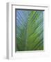 Detail of a Palm Tree Leaf (Frond), Mahe Island, Seychelles, Indian Ocean, Africa-Gavin Hellier-Framed Photographic Print