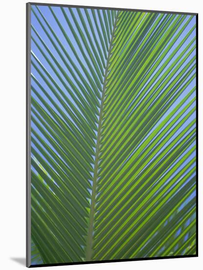 Detail of a Palm Tree Leaf (Frond), Mahe Island, Seychelles, Indian Ocean, Africa-Gavin Hellier-Mounted Photographic Print