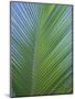 Detail of a Palm Tree Leaf (Frond), Mahe Island, Seychelles, Indian Ocean, Africa-Gavin Hellier-Mounted Photographic Print