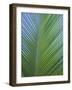 Detail of a Palm Tree Leaf (Frond), Mahe Island, Seychelles, Indian Ocean, Africa-Gavin Hellier-Framed Photographic Print