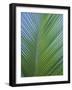 Detail of a Palm Tree Leaf (Frond), Mahe Island, Seychelles, Indian Ocean, Africa-Gavin Hellier-Framed Photographic Print