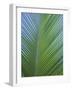 Detail of a Palm Tree Leaf (Frond), Mahe Island, Seychelles, Indian Ocean, Africa-Gavin Hellier-Framed Photographic Print